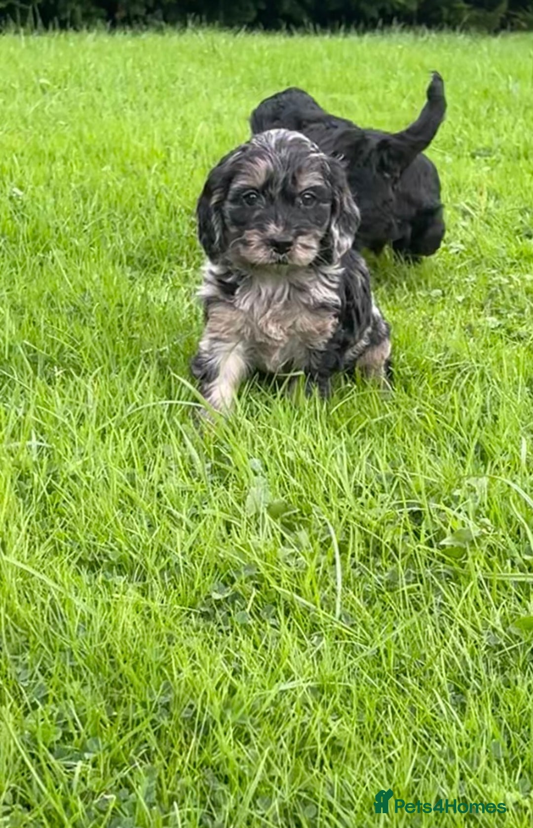 Cockapoo dogs for sale: Beautiful F1 Cockapoo puppies  - Image 21