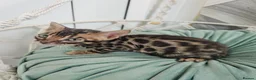 Bengal cats for sale: Stunning Bengal Kittens - Advert 24