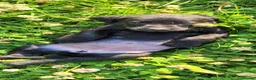 Labrador Retriever dogs for sale: KC Reg Black Labrador Puppies – Ready soon!! - Advert 1