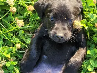 Labrador Retriever dogs KC Reg Black Labrador Puppies – Ready to Reserve - Advert 16