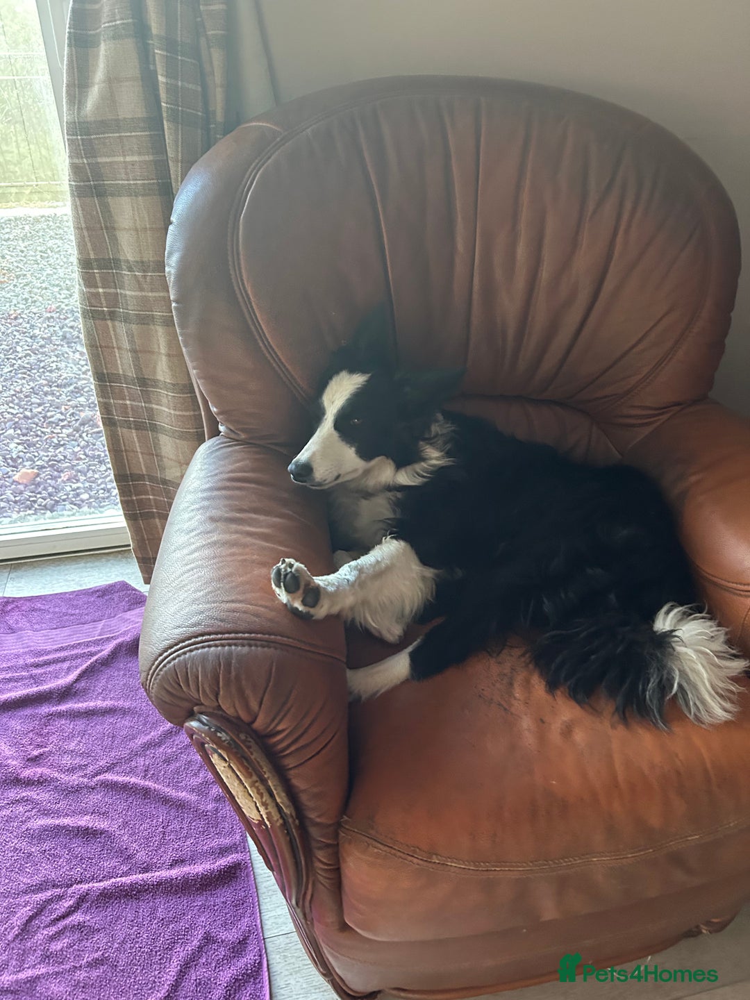 Border Collie dogs for sale: Bryndau Minnie - Image 7