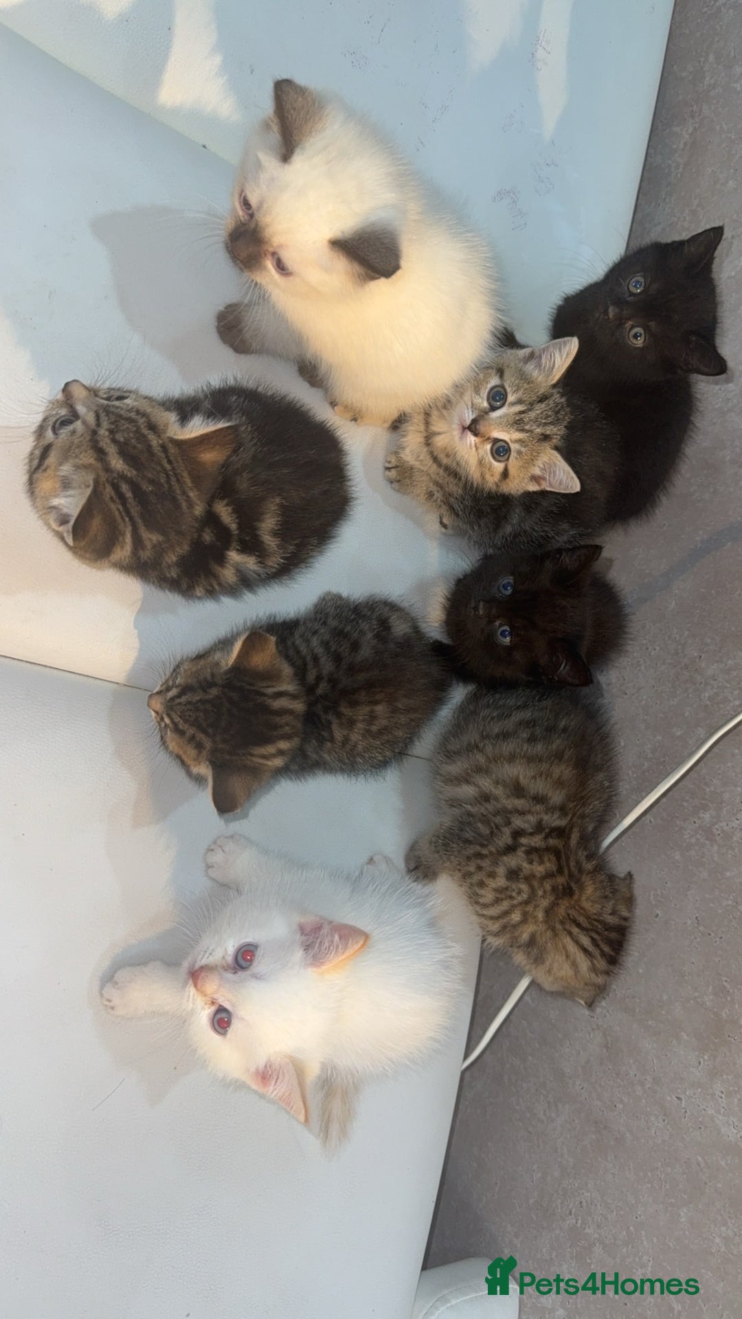 Scottish Fold cats for sale: British Shorthairs For Sale - Image 5