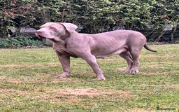 Cane Corso dogs for sale: Exceptional litter, Italian Cane Corsos, ICCF Peds - Image 10