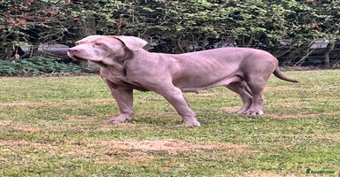 Cane Corso dogs - Advert 7