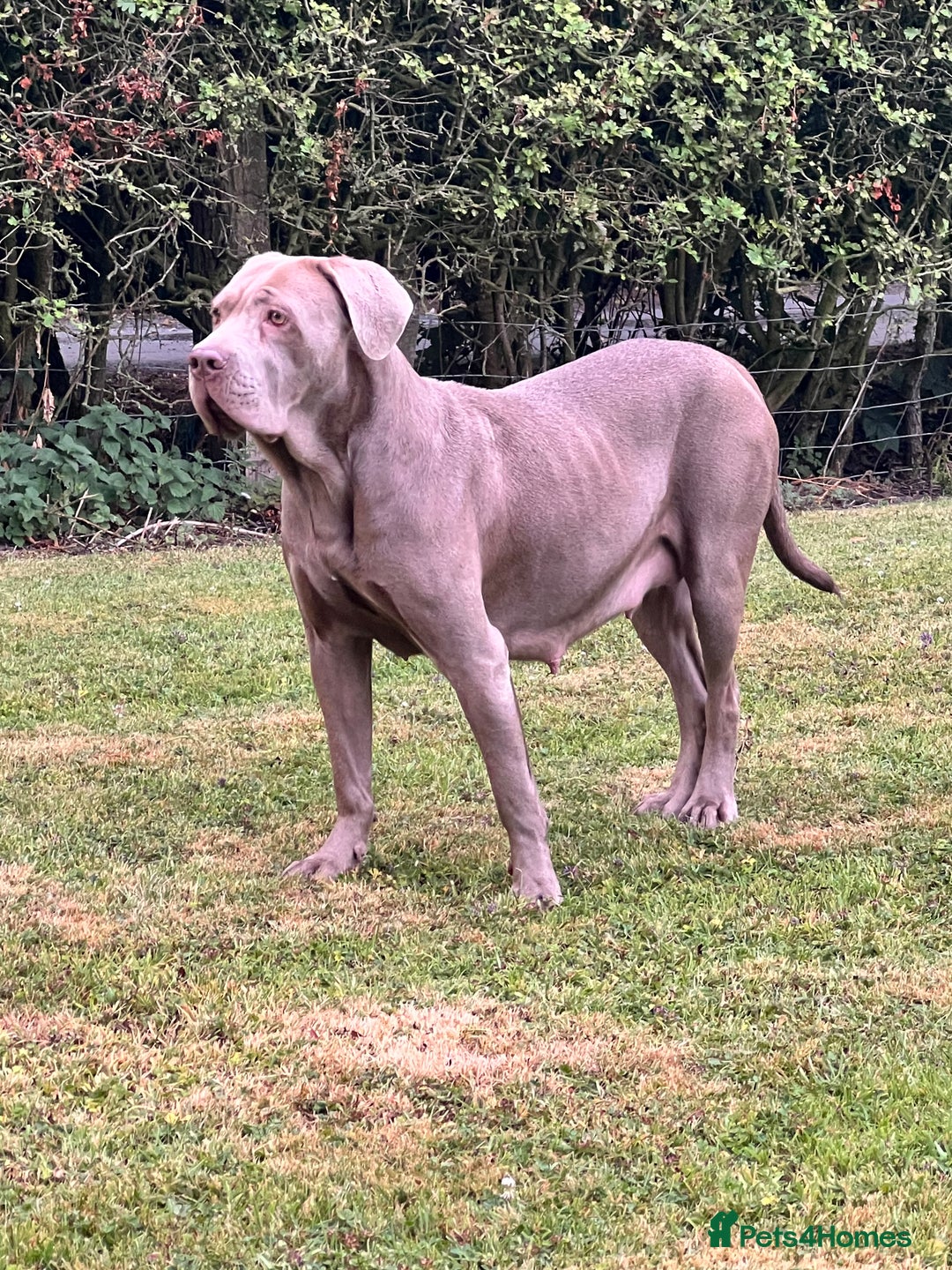 Cane Corso dogs for sale: Exceptional litter, Italian Cane Corsos, ICCF Peds - Image 10