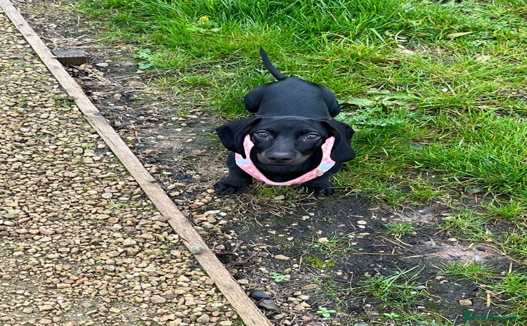 Dachshund dogs - Advert 15