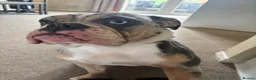 Olde English Bulldogge dogs for sale: Mabel  - Advert 7