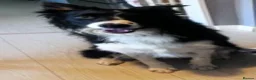 Border Collie dogs for sale: Working Collies - Advert 2