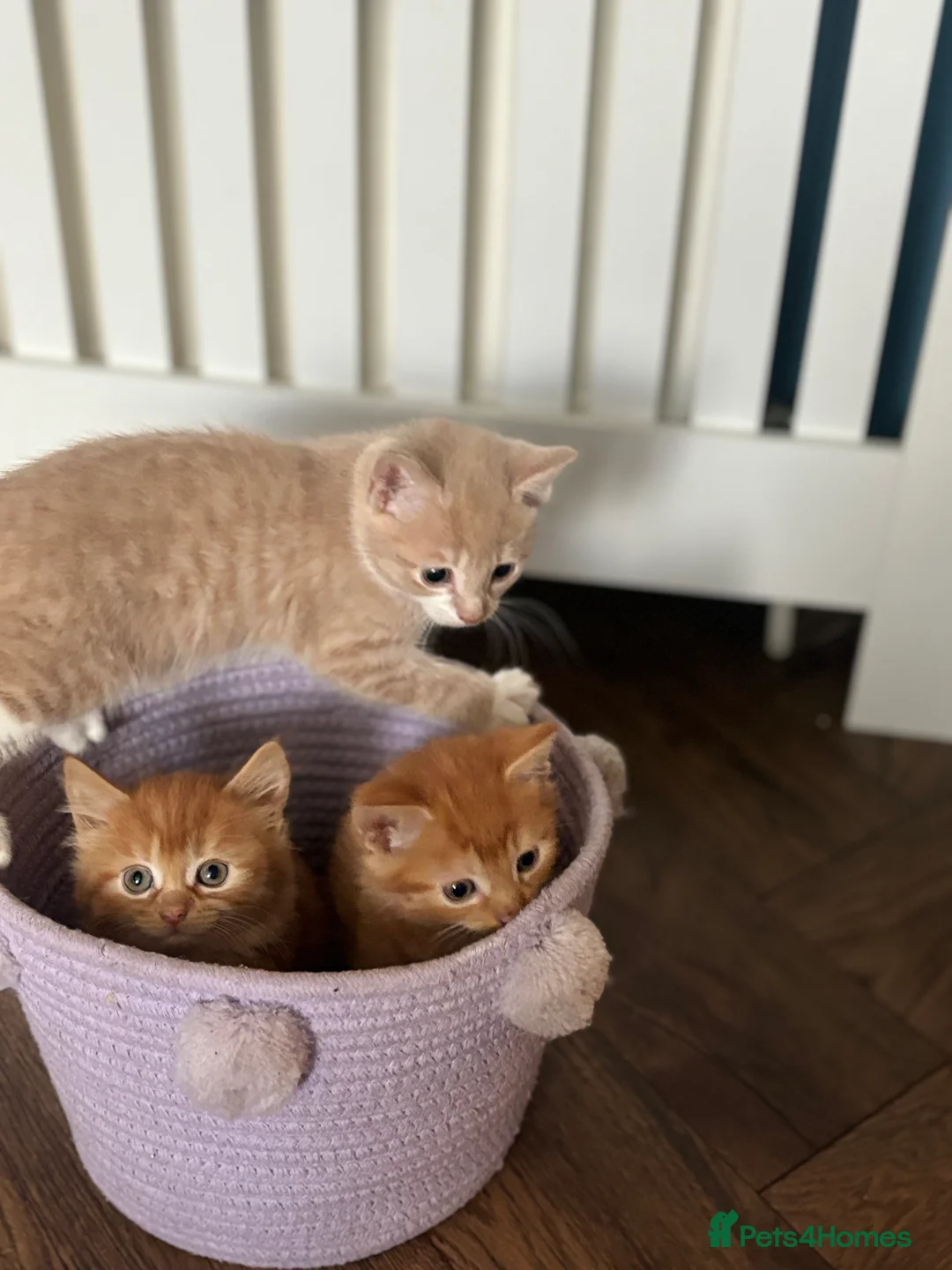 Mixed Breed cats for sale: 3 ginger kittens  - Advert 5