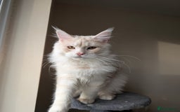 Maine Coon cats for sale: Adult Male Cream Smoke Maine Coon for Sale - Image 5