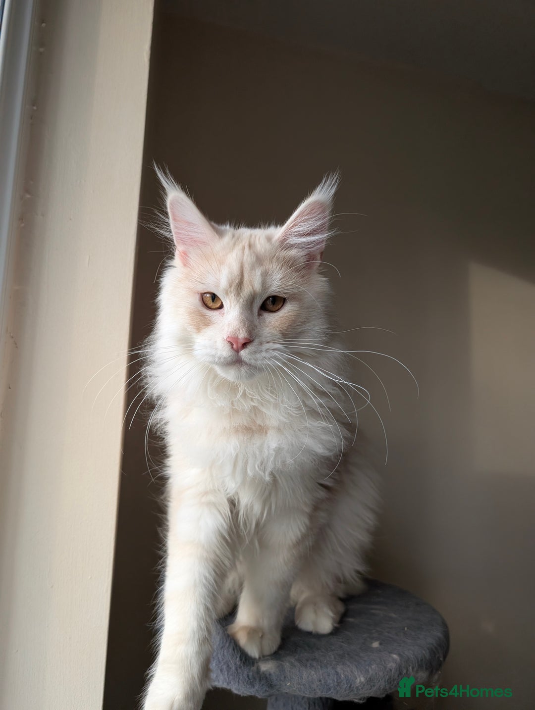 Maine Coon cats for sale: Adult Male Cream Smoke Maine Coon for Sale - Image 5