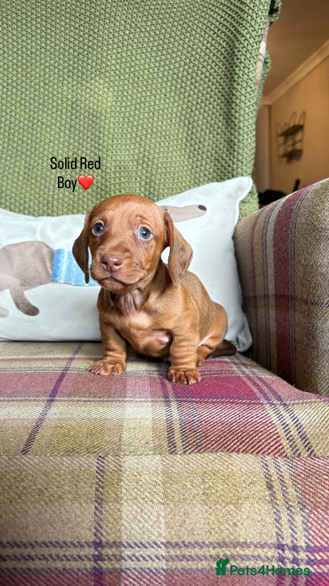 Miniature Dachshund dogs for sale: SMOOTH HAIRED MINIATURE DACHSHUNDS🖤 - Advert 19