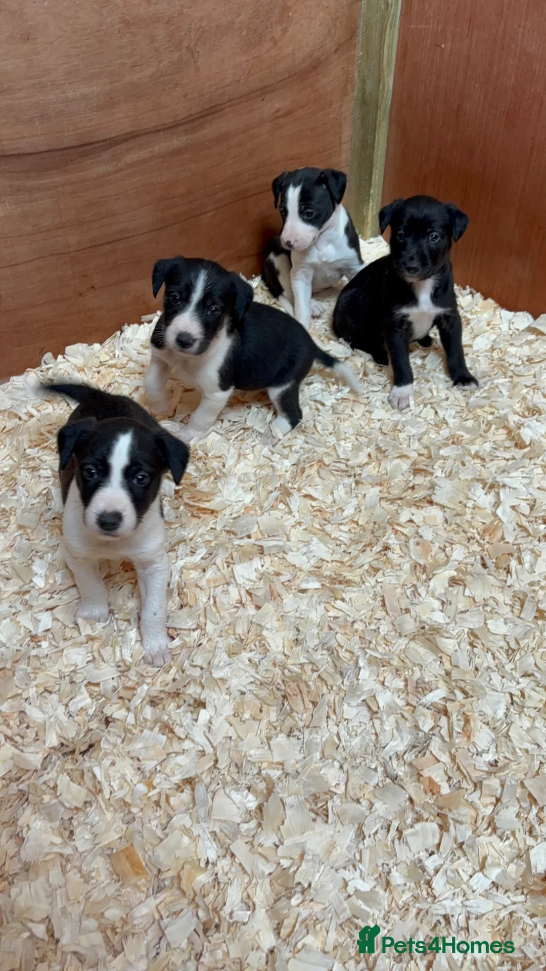 Mixed Breed dogs for sale: Whippet Collie puppies - Advert 1
