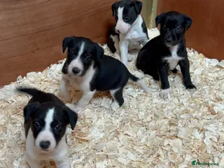 Mixed Breed dogs Whippet Collie puppies - Advert 1