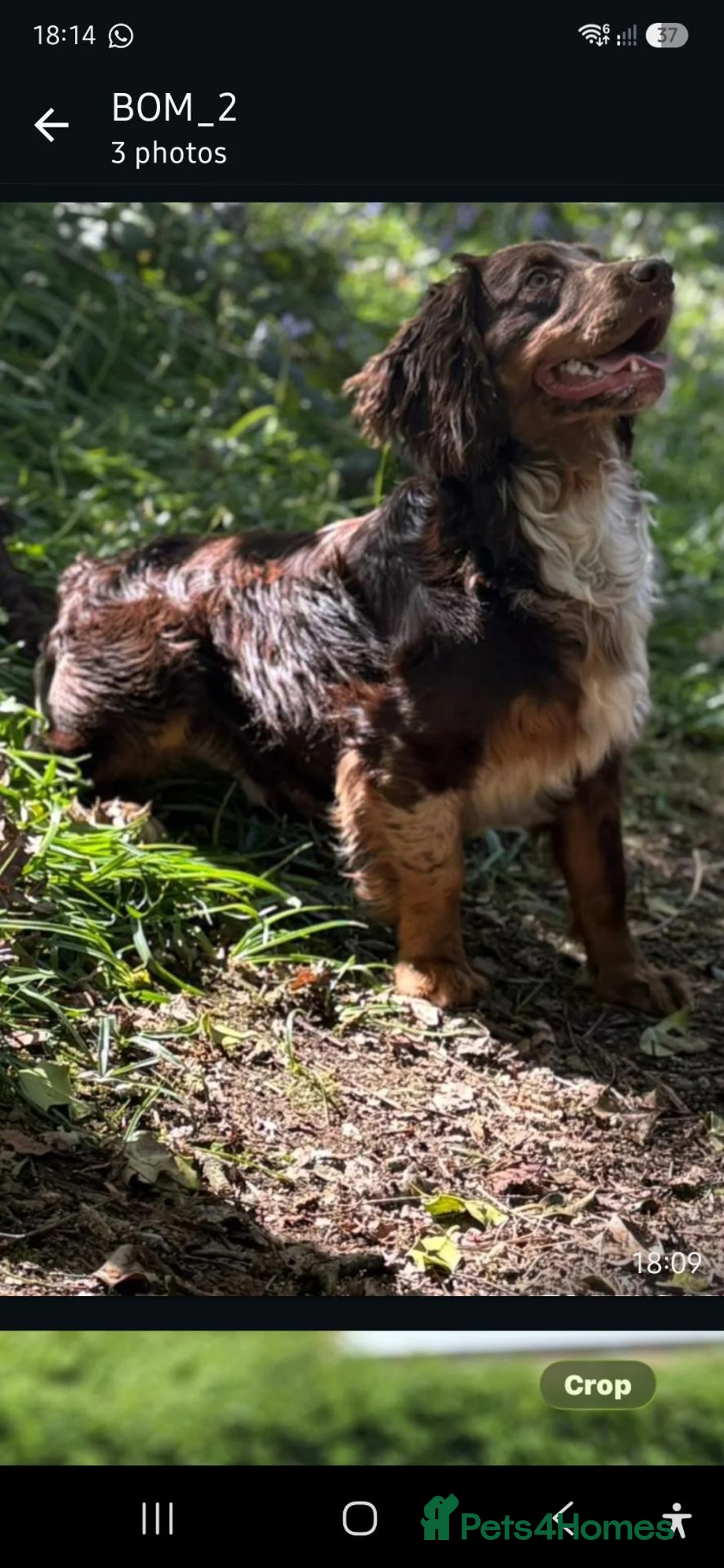 Cocker Spaniel dogs for sale: Cocker Spaniel Puppies. - Advert 6