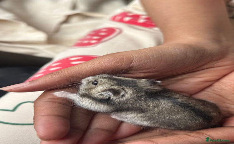 Hamster rodents - Advert 1