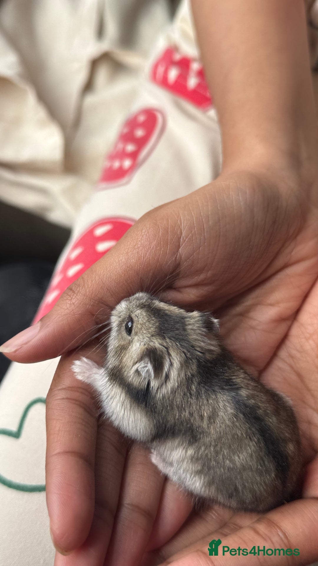 Hamster rodents for sale: Female Russian dwarf hamster looking for a newhome - Image 1