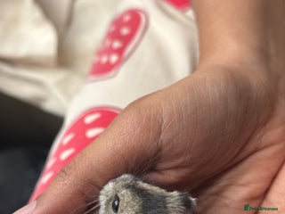 Hamster rodents - Advert 7