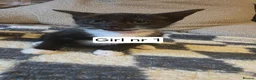 Mixed Breed cats for sale: Kittens - Advert 8