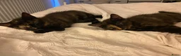 Mixed Breed cats for sale: Two little girls for sale  - Advert 4