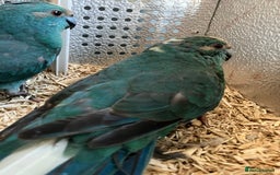 Parakeets birds for sale: Male Kakariki’s for sale  - Image 2