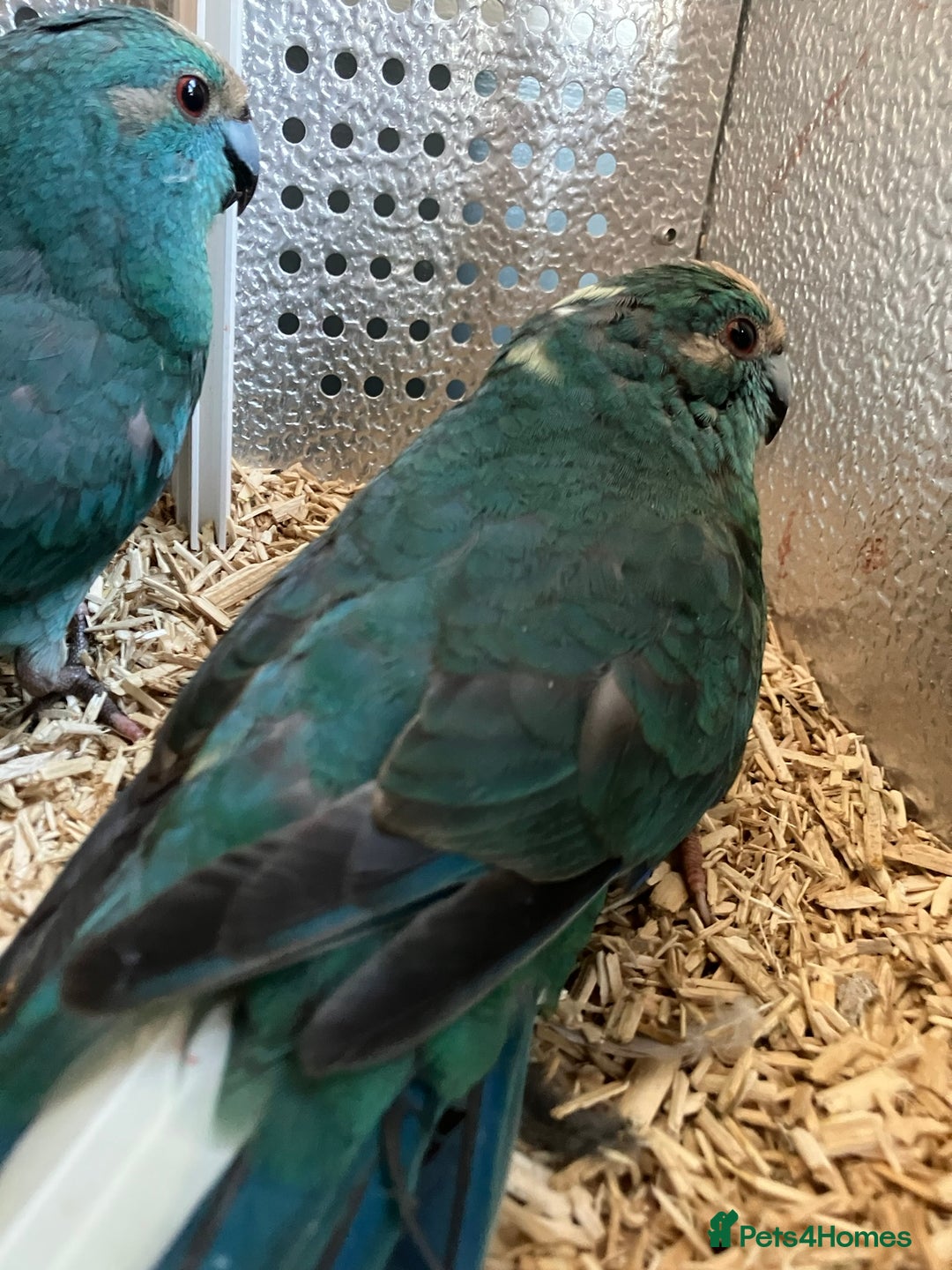 Parakeets birds for sale: Male Kakariki’s for sale  - Image 2