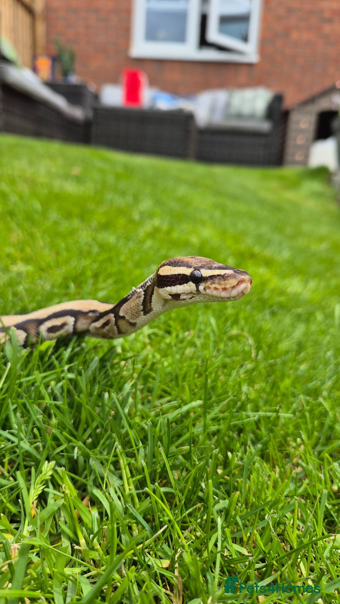 Python Snake reptiles Beautiful ball phyton 18 months old  - Advert 1