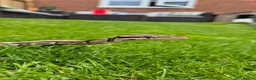 Python Snake reptiles for sale: Beautiful ball phyton 18 months old  in Coalville - Advert 1