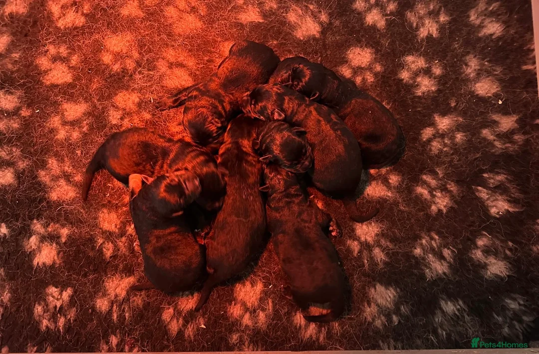 German Shepherd dogs for sale: Quality Litter GSD Puppy’s @icepack - Advert 2