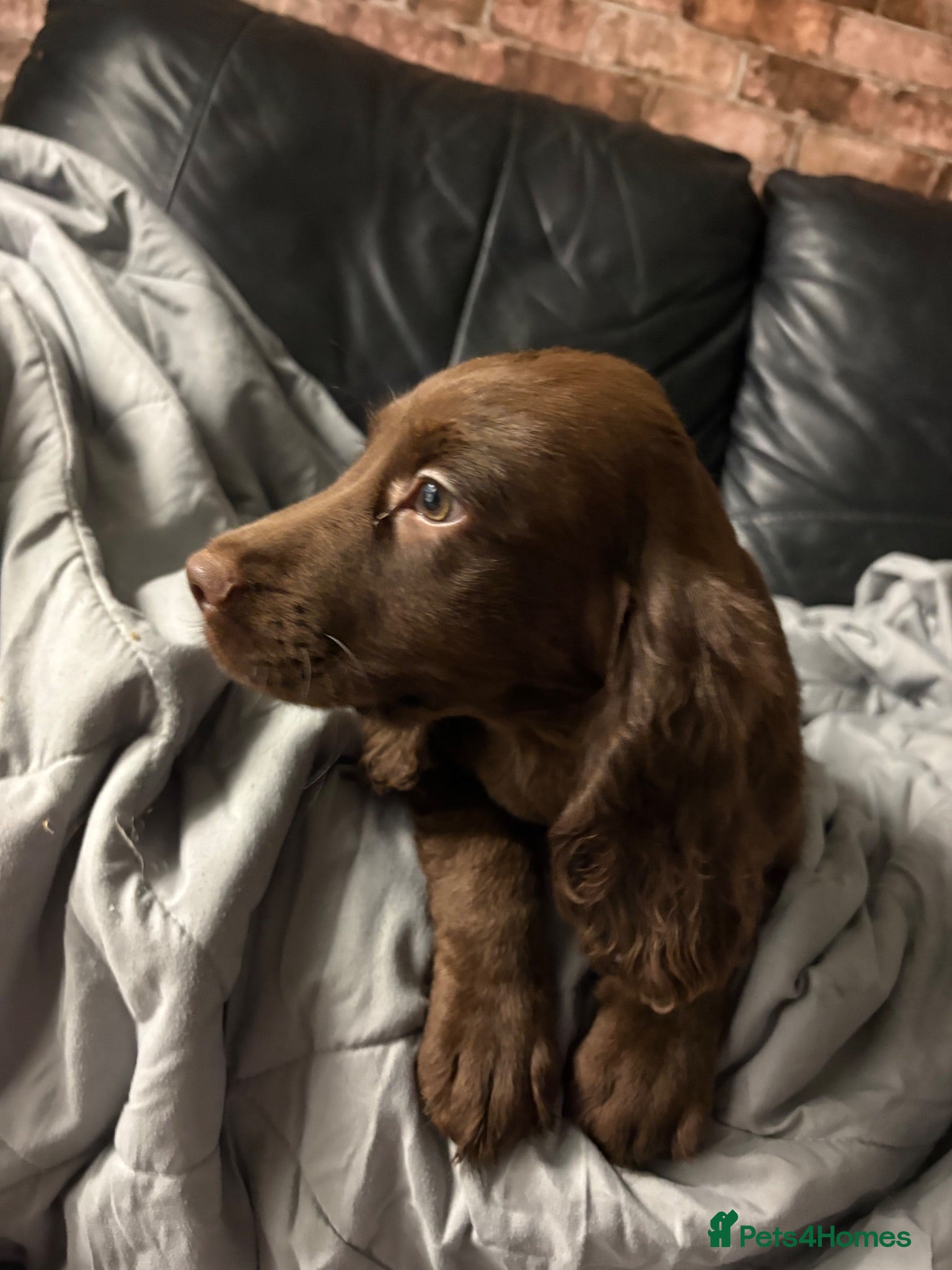 Cocker Spaniel dogs Lovely cockerspaniel puppies - Advert 1