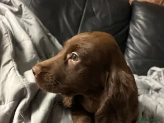 Cocker Spaniel dogs Lovely cockerspaniel puppies - Advert 1