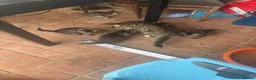 European cats for sale: Kittens  - Advert 9