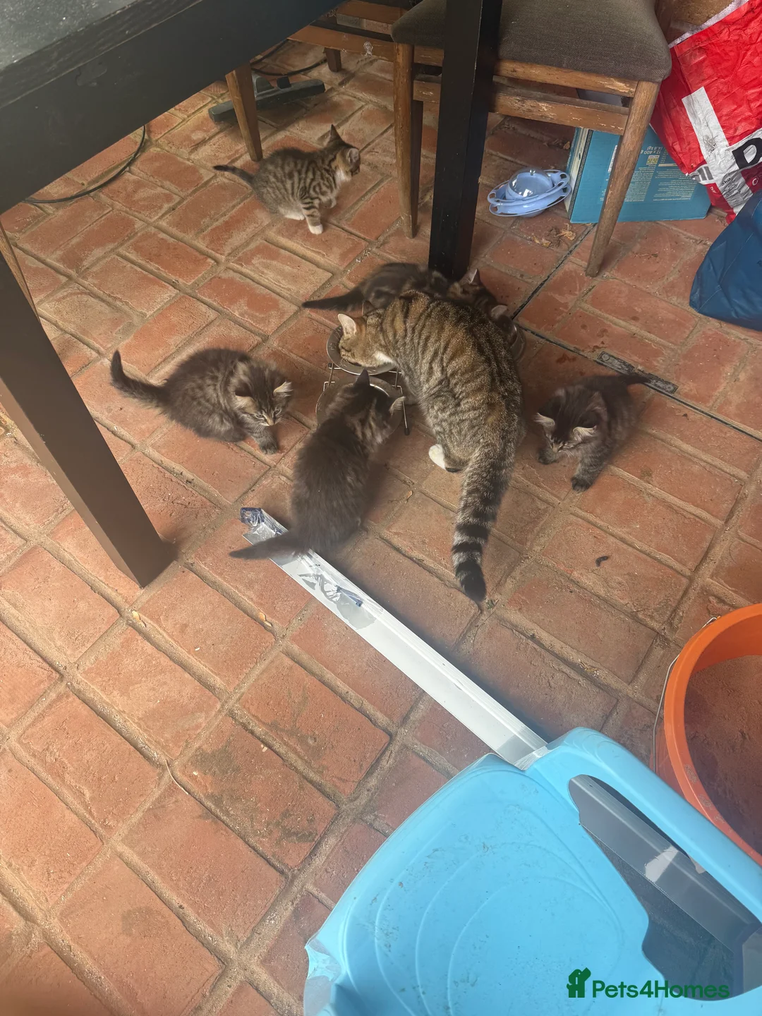 European cats for sale: Kittens  - Advert 9