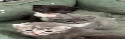 Domestic Shorthair cats for sale: Stunning litter of kittens  - Advert 6