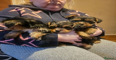 Yorkshire Terrier dogs - Advert 10