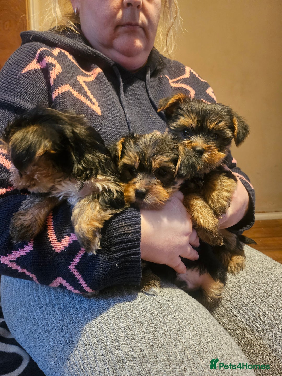 Yorkshire Terrier dogs for sale: Mini Yorkshire Terrier for Sale 2 boys 1 girl - Image 1