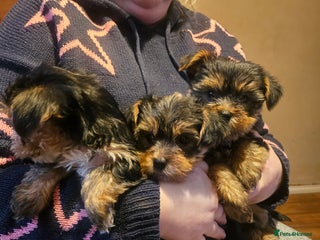 Yorkshire Terrier dogs - Advert 1
