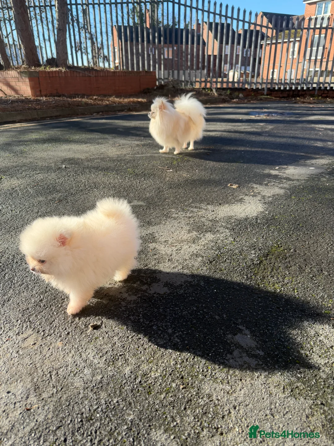 Pomeranian dogs for sale: Beautiful Purebred Pomeranian Puppies - Advert 31