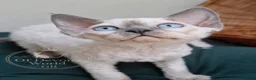 Devon Rex cats for sale: Devon Rex- FIFe registered -Spayed & Ready Now - Advert 6