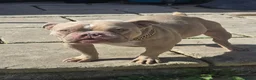 American Bully dogs for sale: 3 years old American pocket bully for sale - Advert 8
