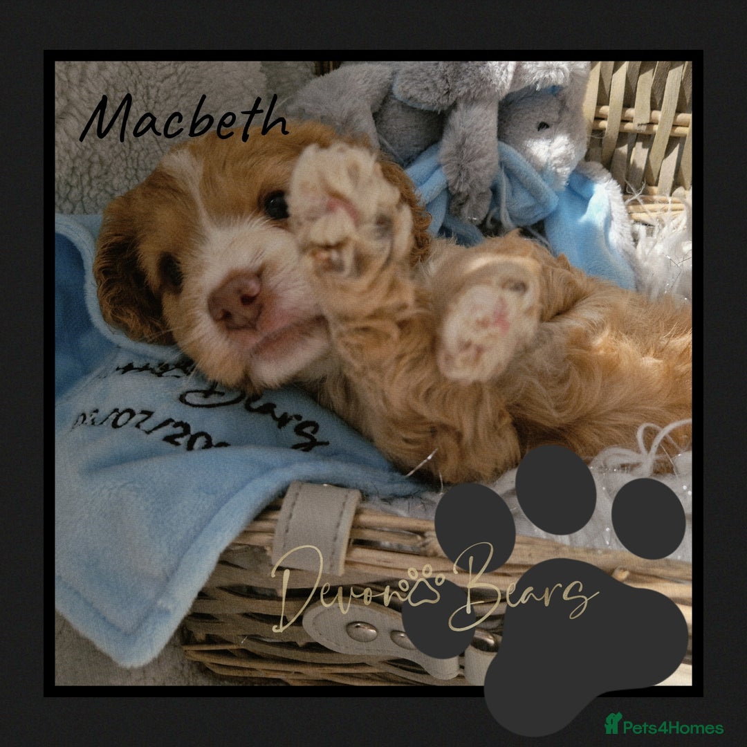 Cockapoo dogs for sale: 5*licenced, stunning F1 English Cockapoo puppies - Image 26
