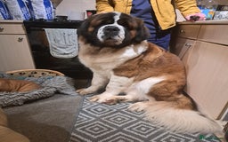 Saint Bernard dogs for stud: Stunning KC reg saint Bernard for stud.  in Chester - Image 22