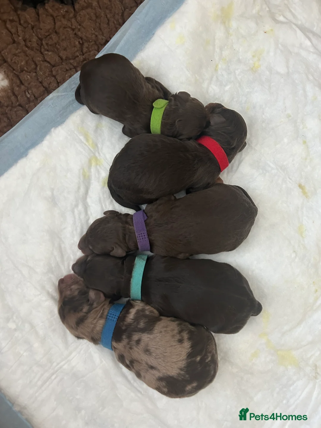 Cockapoo dogs for stud: F1 Red Cockapoo PROVEN Stud-Extensively DNA Tested in Stafford - Advert 13