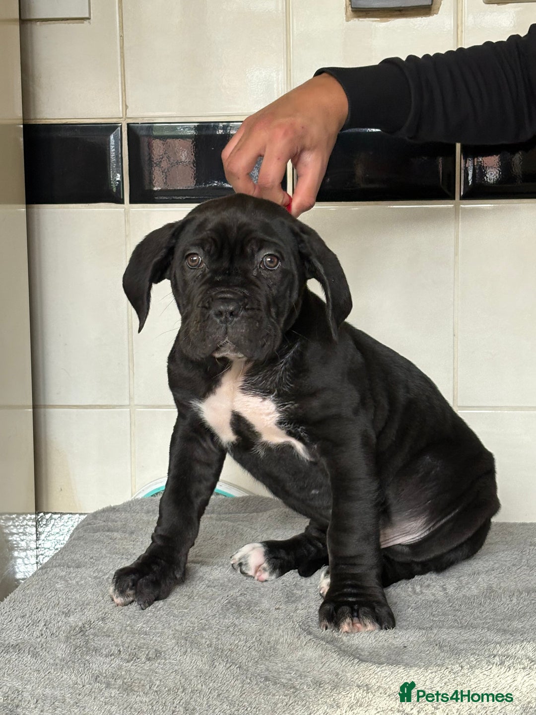 Cane Corso dogs for sale: *PRICE DROP* HUGE STUNNING FULL PEDIGREE FEMALES - Advert 7