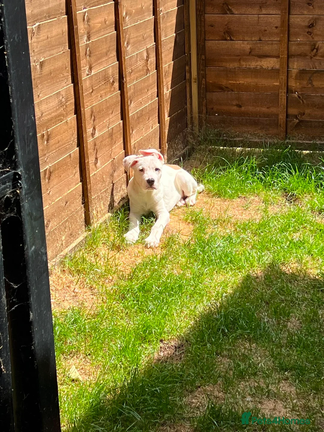 Mixed Breed dogs for sale: 5 month old male - Advert 2