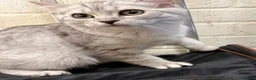 British Shorthair cats for sale: Gorgeous white British shorthair kittens 🐾 - Advert 10