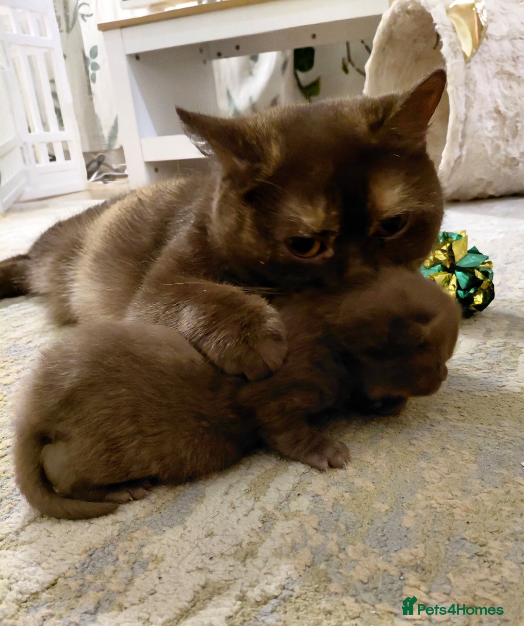 British Shorthair cats for sale: British shorthair kittens  - Advert 6