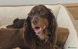 Cockapoo dogs for sale: Stunning Litter of 6 F1 Cockerpoo puppies  - Image 15