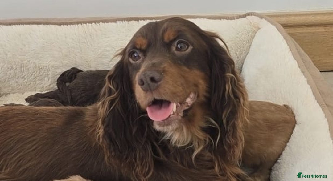 Cockapoo dogs for sale: Stunning Litter of 6 F1 Cockerpoo puppies  - Image 15