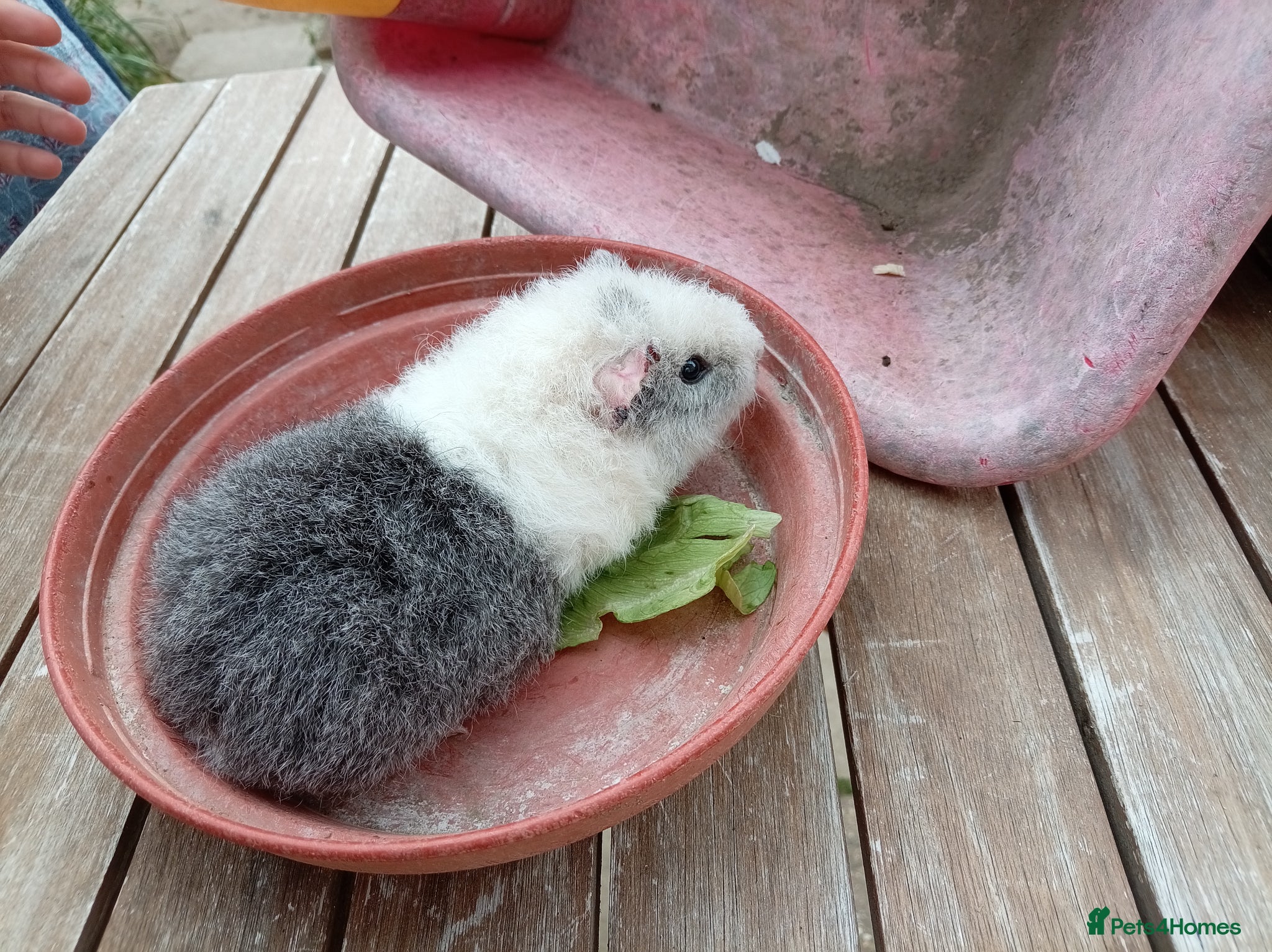 Guinea Pig rodents Male Guinea Pig - Advert 9